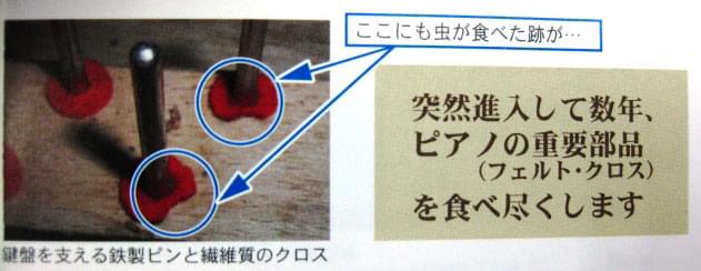 甲虫類(ヒメマルカツオブシ虫)